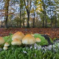 Sulphur Tuft wideangle 1 